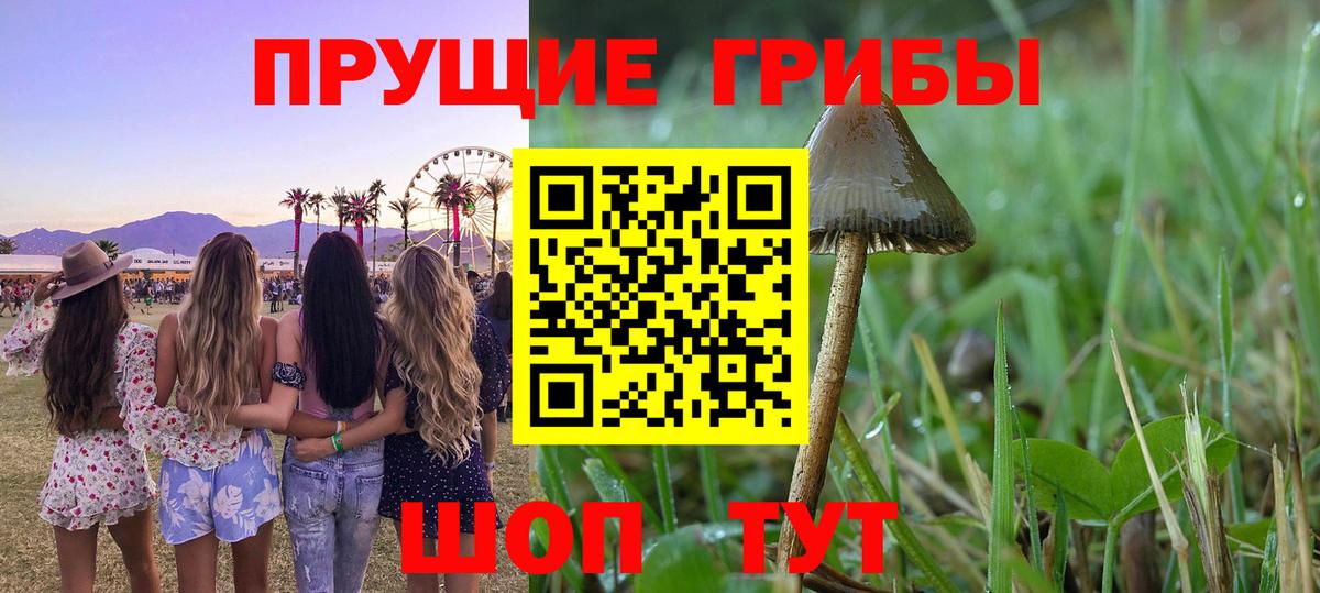 Сокол  Псилоцибиновые грибы Psilocybe  купить закладку  Вход с VPN 