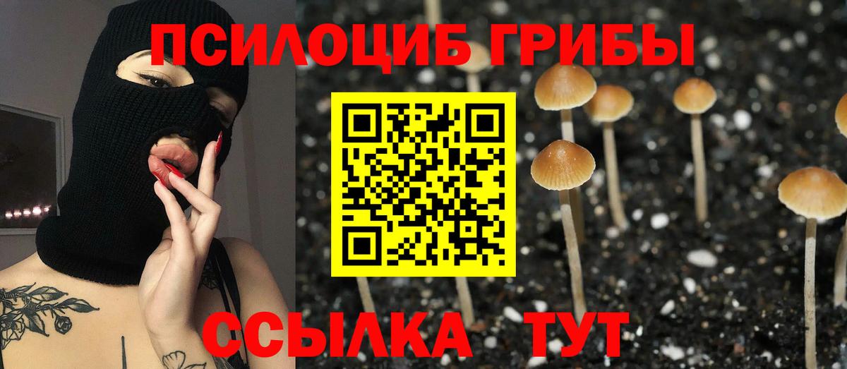 Псилоцибиновые грибы Cubensis Сокол